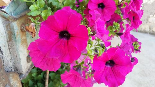 Close-up of pink flowers blooming outdoors