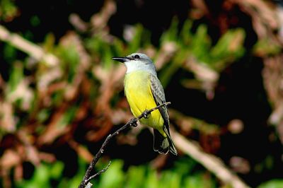 Close-up of bird perching on branch