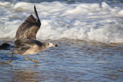 Seagull flying over lake