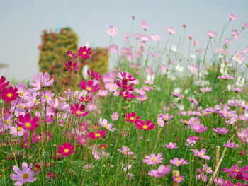 Close-up of pink cosmos flowers in field