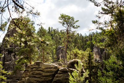 Low angle view of trees against sky in forest