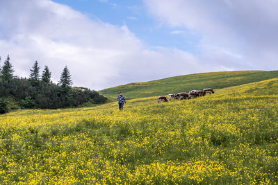 Scenic view of agricultural field against sky