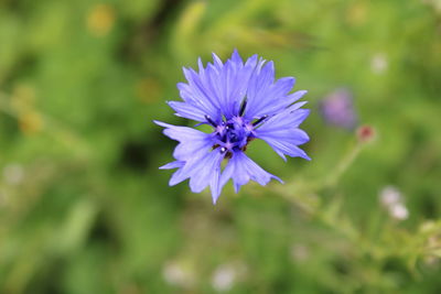 Close-up of purple flower