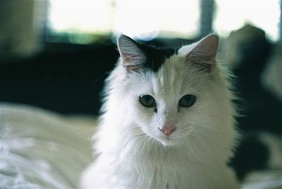 Portrait of cat sitting on bed at home