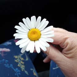Close-up of hand holding white daisy flower against black background
