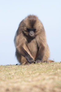 Lion sitting on land against sky