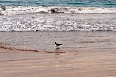 View of bird on beach in galapagos