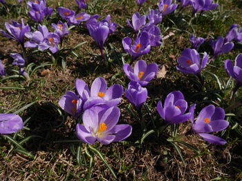 Close-up of purple crocus flowers on field