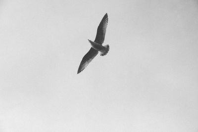 Low angle view of bird flying