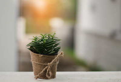 Close-up of potted plant on table