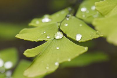 Close-up of wet leaf