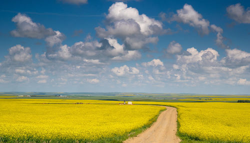 Scenic view of oilseed rape field against sky