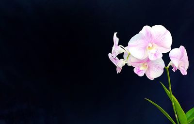 Close-up of pink rose orchid flower against black background