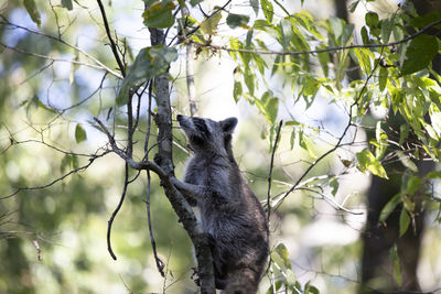 Raccoon procyon lotor looking down from the safety of a tree