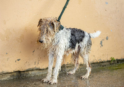  foxterrier dog with long hair bathing outdoors with a yellow hose and tied up with a green rope