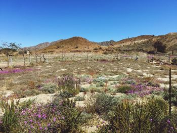 Scenic view of flowering plants on field against blue sky