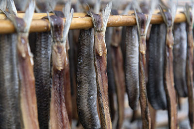 Close-up of drying fishes which are herrings and saury