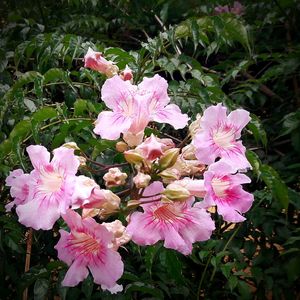 Close-up of pink flowers blooming outdoors