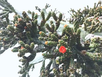 Low angle view of berries on tree against sky