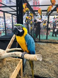 Close-up of parrot perching in cage