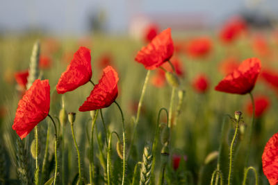 Close-up of red poppy flowers on field