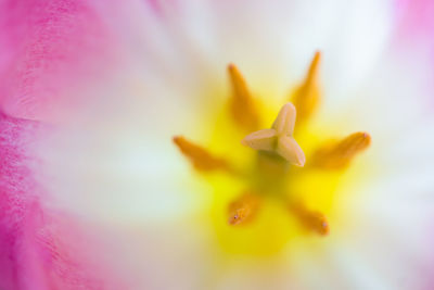 Close-up of yellow crocus flower