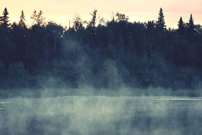 Scenic view of forest against sky during sunset