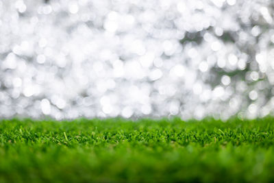Close-up of wet grass on field