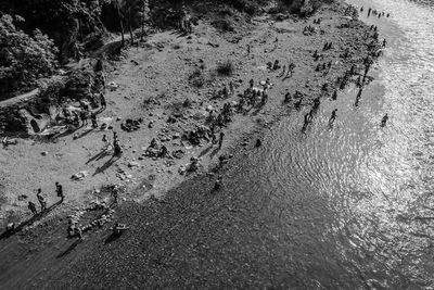 High angle view of starfish on beach