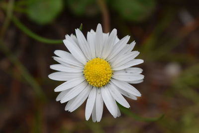 Close-up of white flower blooming outdoors