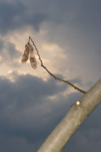 Low angle view of chain hanging on rope against sky