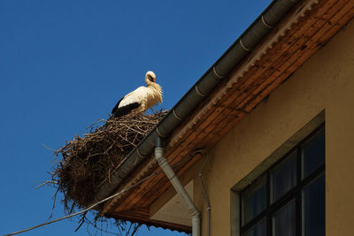 Low angle view of bird in nest