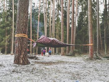 People standing on tree in forest