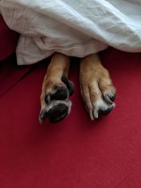 High angle view of dog lying down