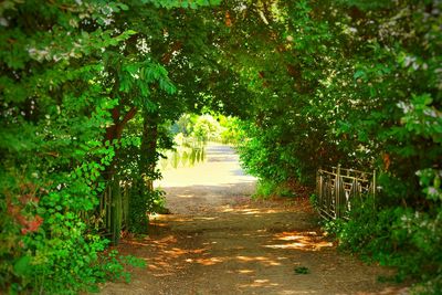 Footpath leading towards trees