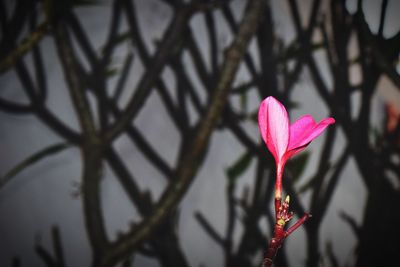 Close-up of pink flower
