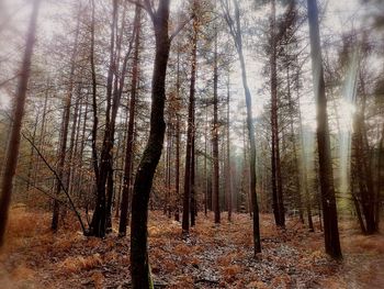 Trees in forest during autumn