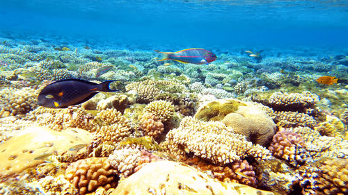 Close-up of fish swimming in sea