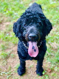 Tongue out berniedoodle