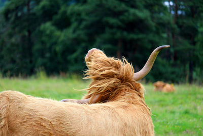 Rear view of highland cattle against trees