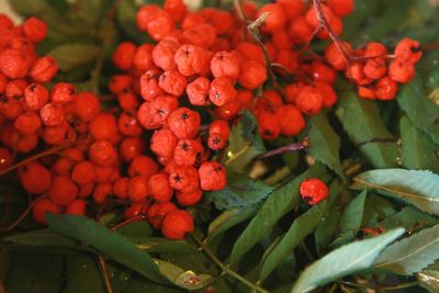 Close-up of red flowers