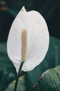 Close-up of white lily