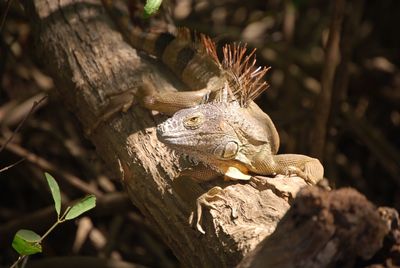 Close-up of a lizard on tree