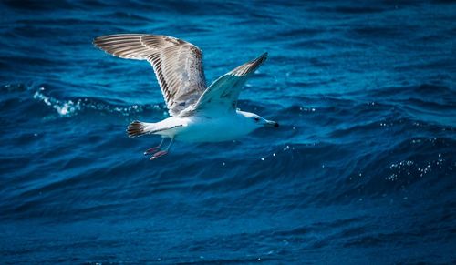 Bird swimming in sea