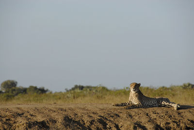Cheetah lying on field at forest against clear sky