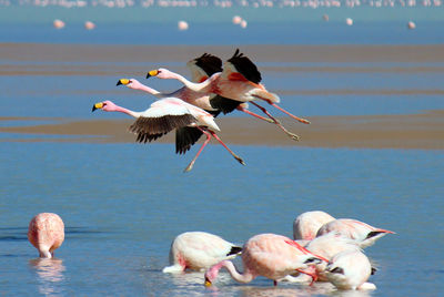Full length of flamingos flying over sea against sky