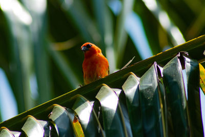 Close-up of bird perching on plant