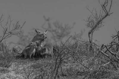 View of a cat on field