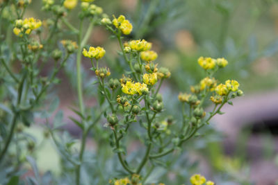 plant