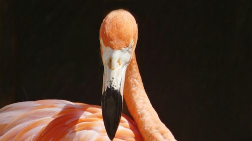 Close-up portrait of a flamingo against dark background 